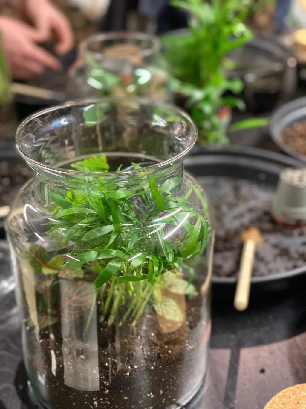 photo of terrarium being made at a workshop
