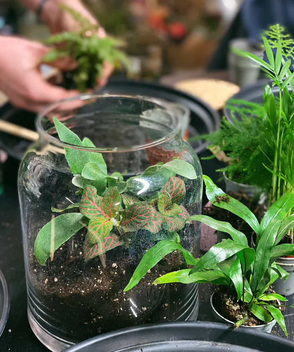 photo of terrarium being made at a workshop
