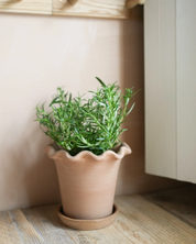 The Frilly Plant Pot