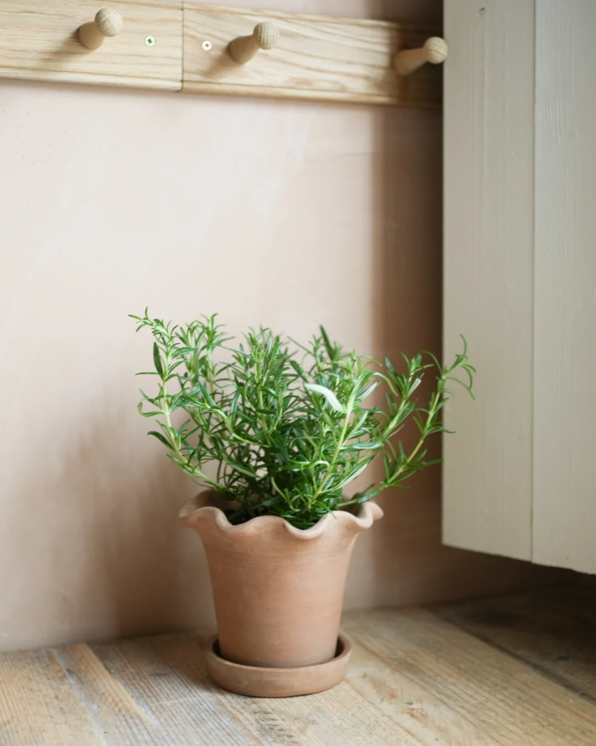 The Frilly Plant Pot