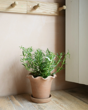 The Frilly Plant Pot