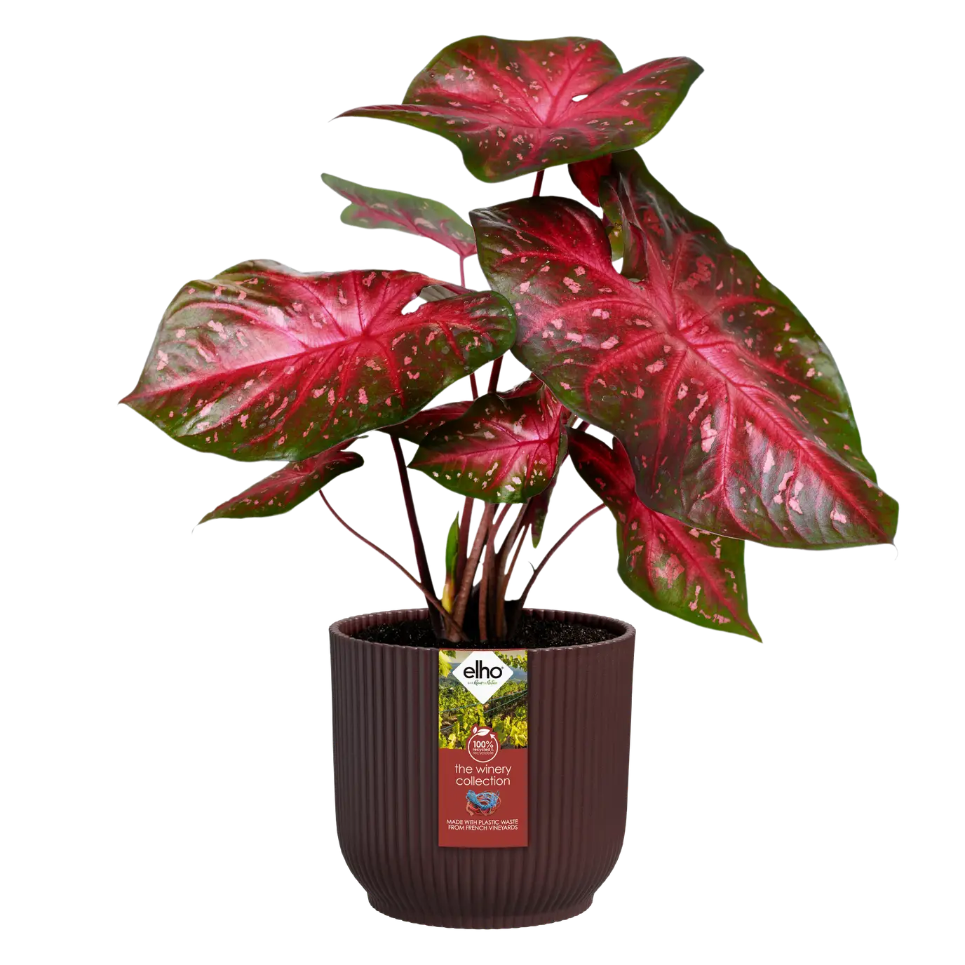 the_winery_collection_bordeaux_red.red_caladium.c1.webp