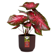 Winery Collection Recycled Plastic Plant Pots