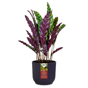 Winery Collection Recycled Plastic Plant Pots