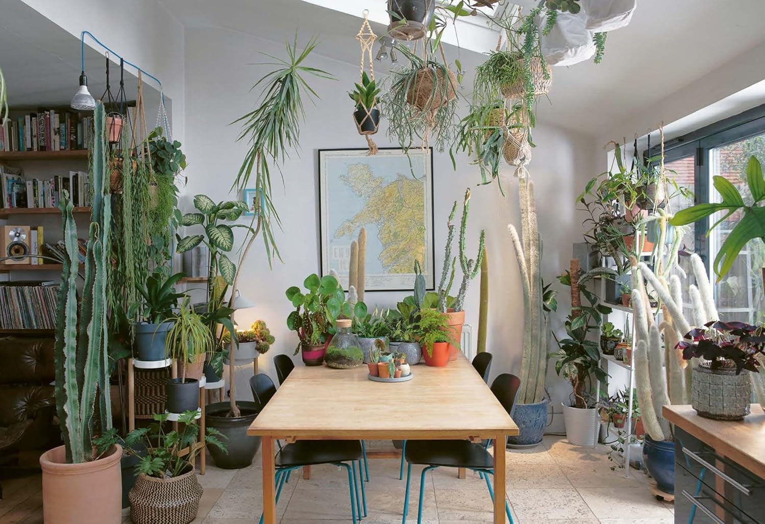 The Plant Rescuer: The book your houseplants want you to read