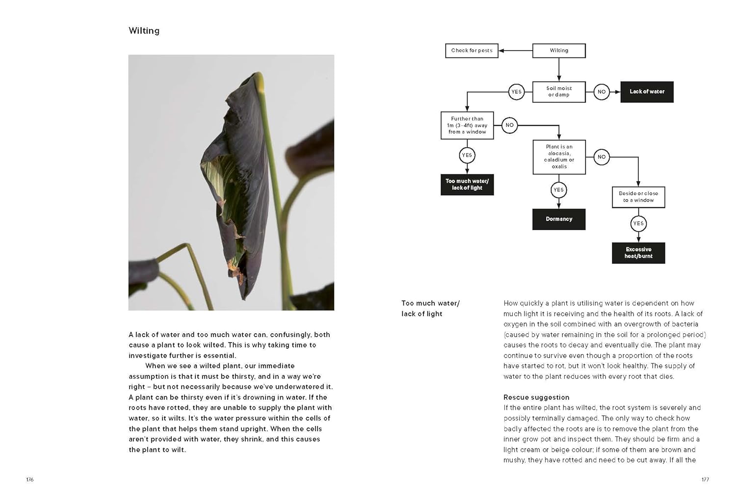 The Plant Rescuer: The book your houseplants want you to read