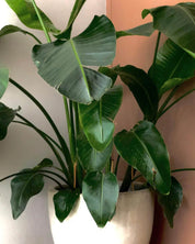 Houseplant Grow Sets