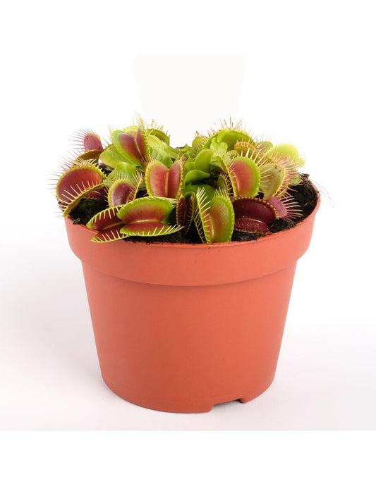 Venus Flytrap – Dionaea muscipula