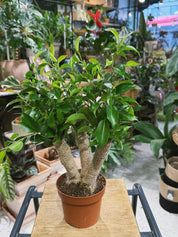 Weeping Fig | Ficus benjamina 'Natasja' compact glossy green tree