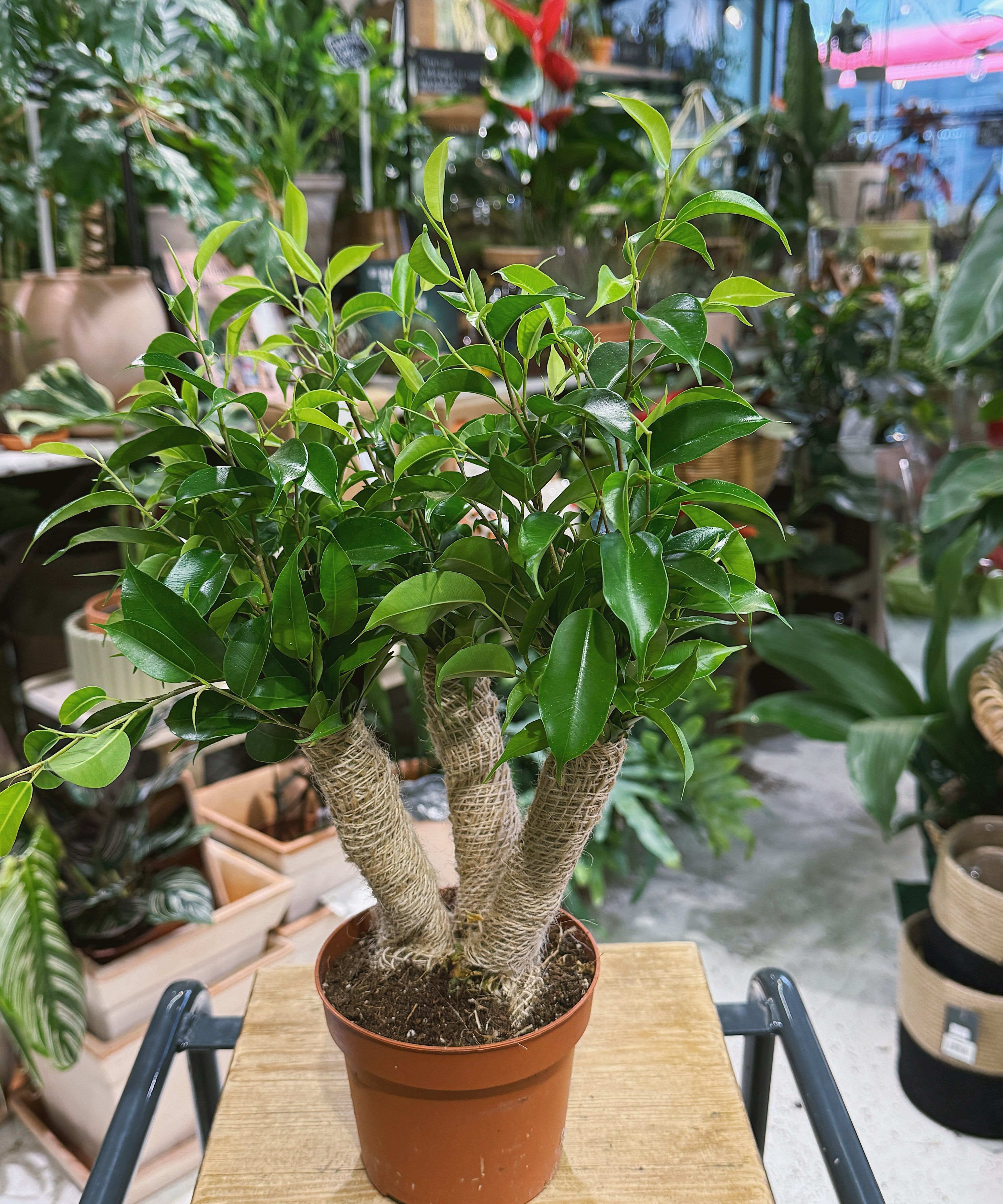 weepingfig.1.jpg