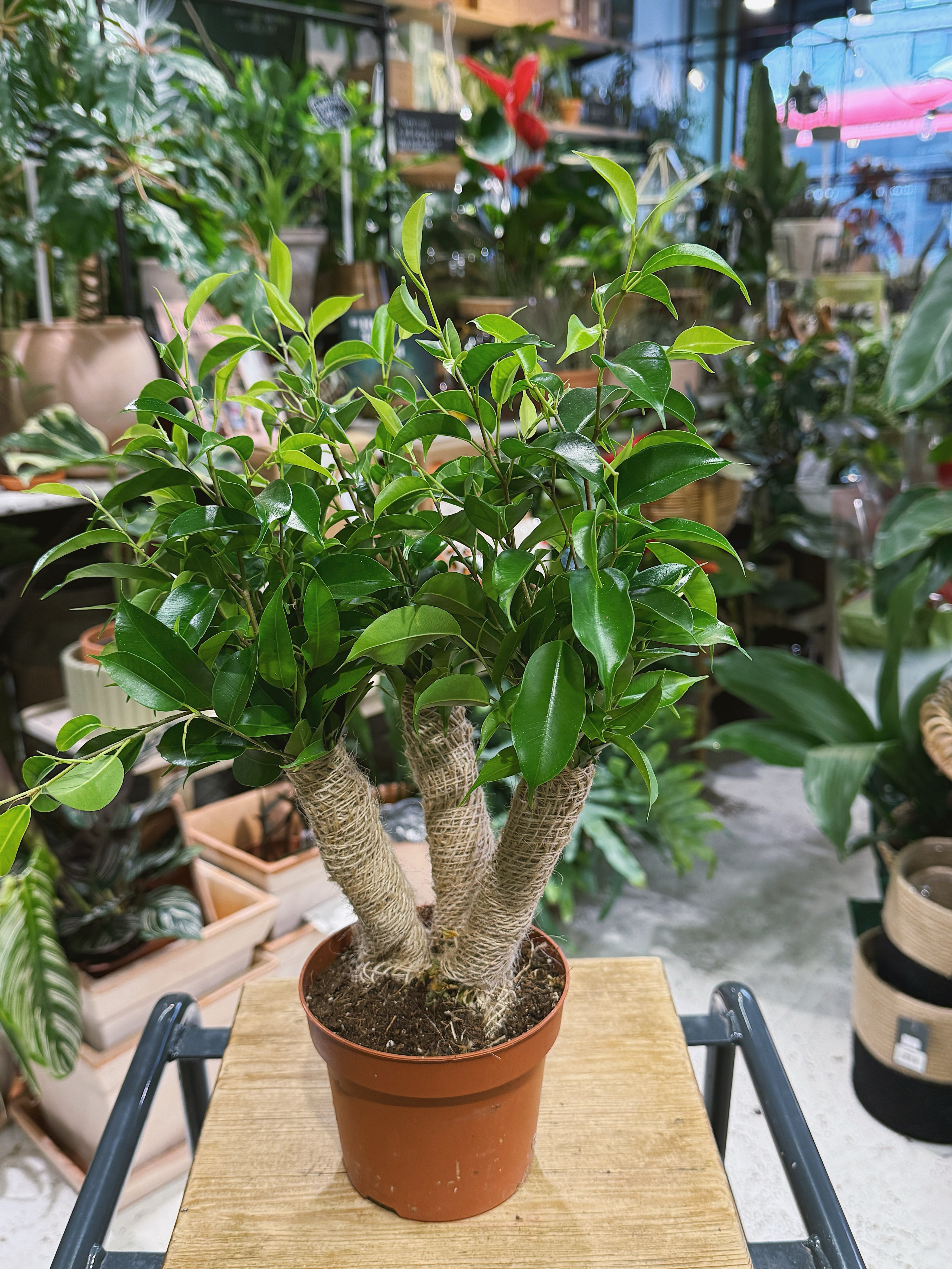 Weeping Fig | Ficus benjamina 'Natasja' compact glossy green tree