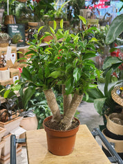 Weeping Fig | Ficus benjamina 'Natasja' compact glossy green tree