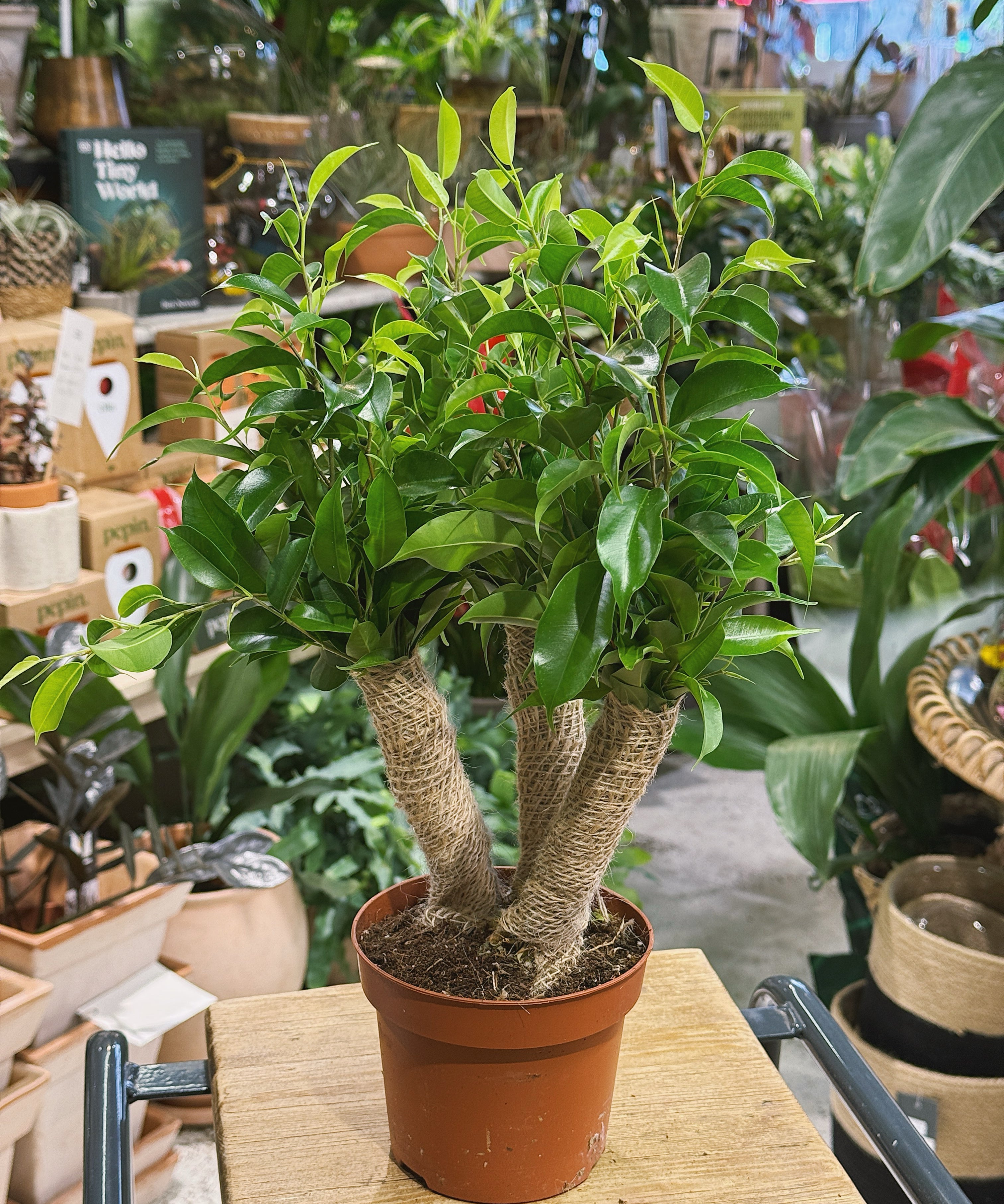 weepingfig.2.jpg