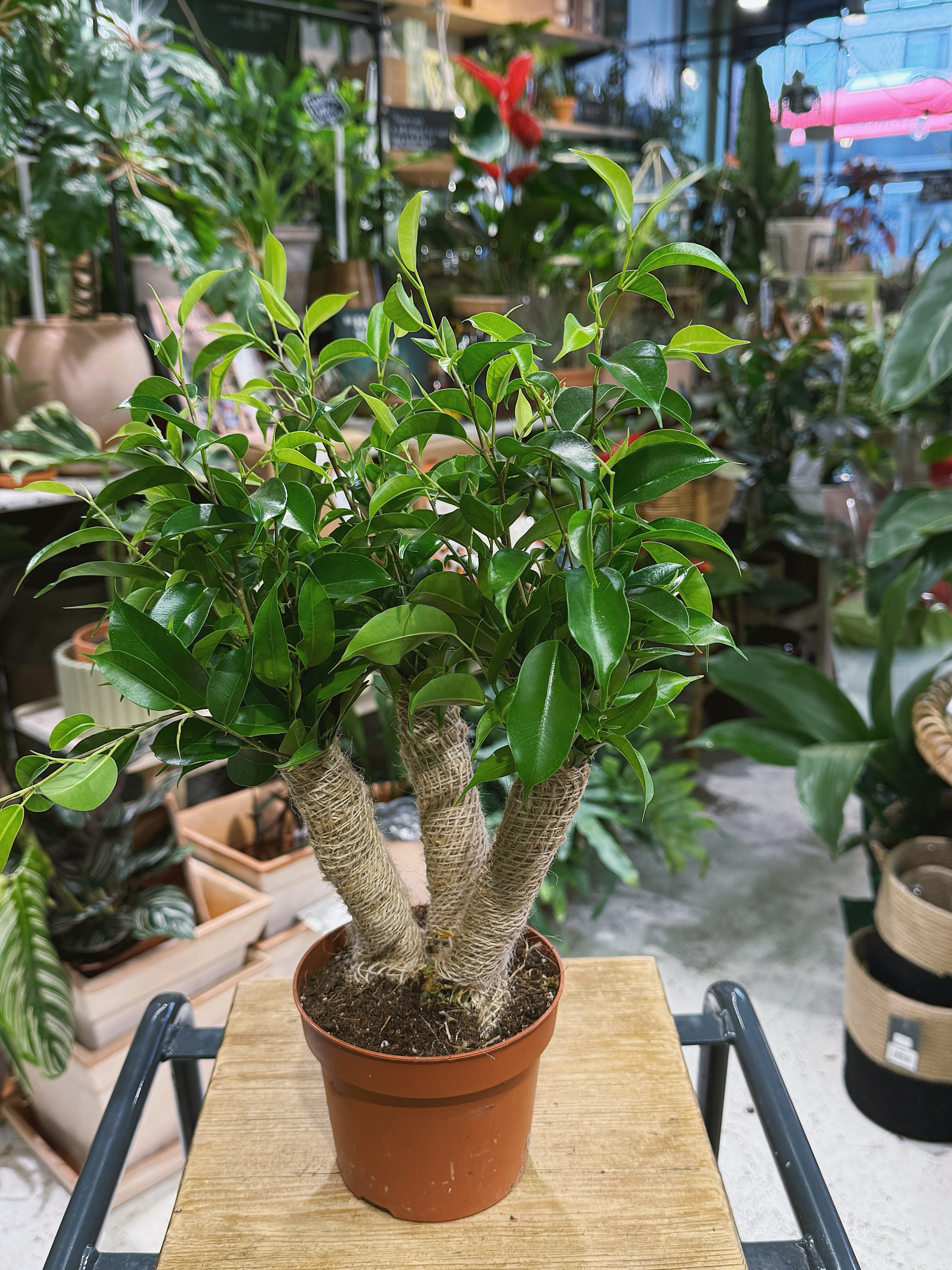 Weeping Fig | Ficus benjamina 'Natasja' compact glossy green tree