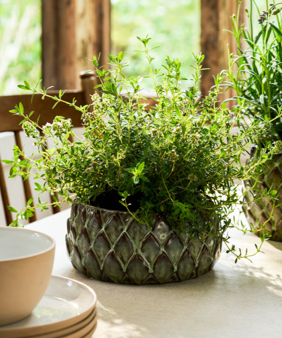 Herb plant in a textured pot on a table with a blurred background