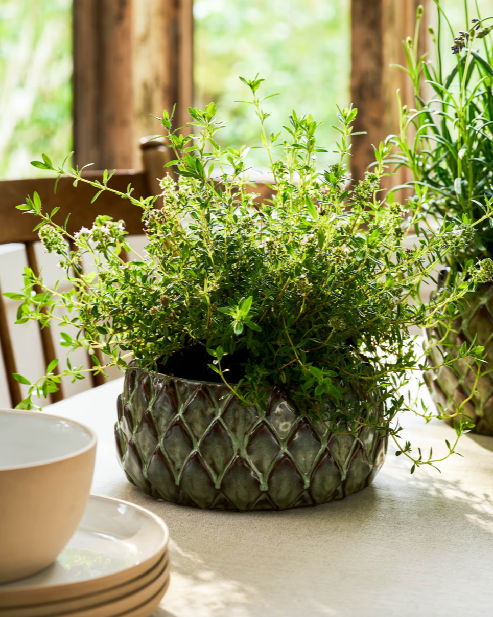 Herb plant in a textured pot on a table with a blurred background
