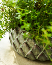 Green plant in a textured pot on a light surface