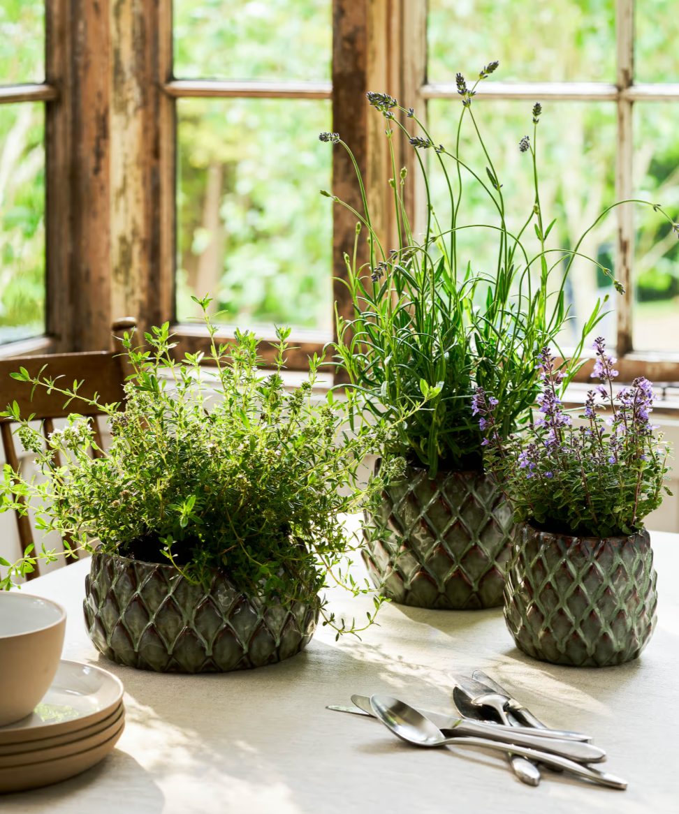 Three woven pot planters with herbs on a table near a window