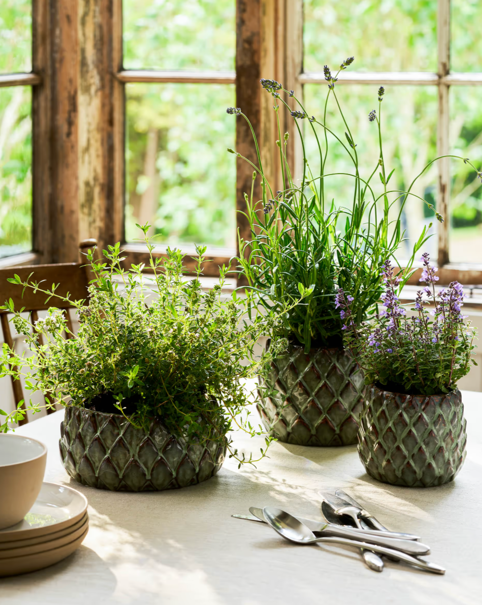 Three woven pot planters with herbs on a table near a window