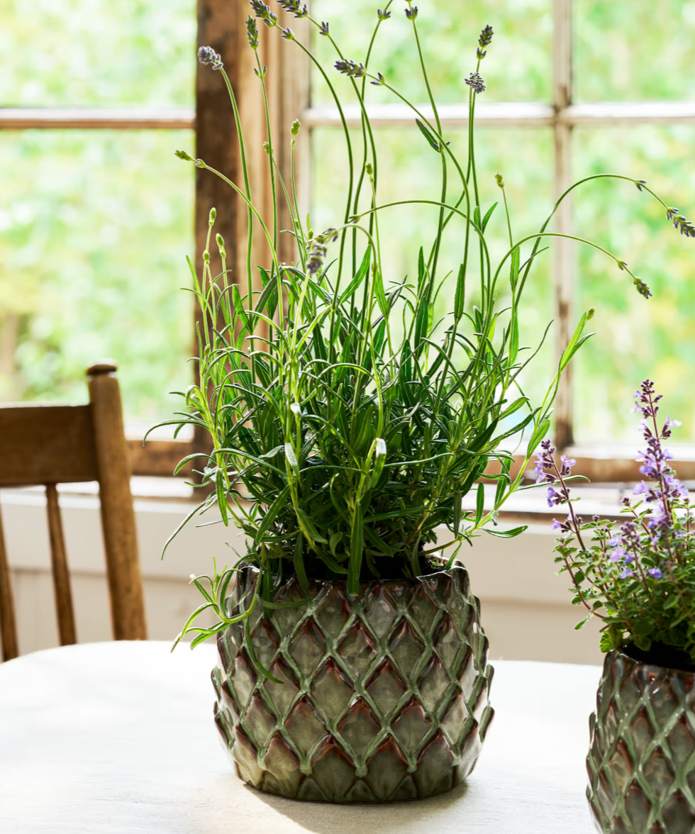 Potted plants in decorative pots on a table with a blurred background