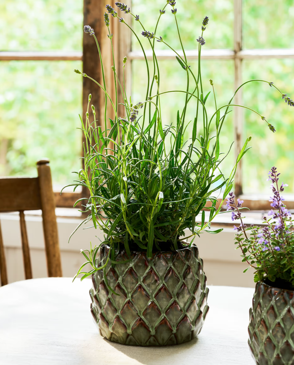 Potted plants in decorative pots on a table with a blurred background