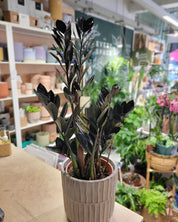 Zamioculcas Zamiifolia 'Raven' | Raven ZZ Plant