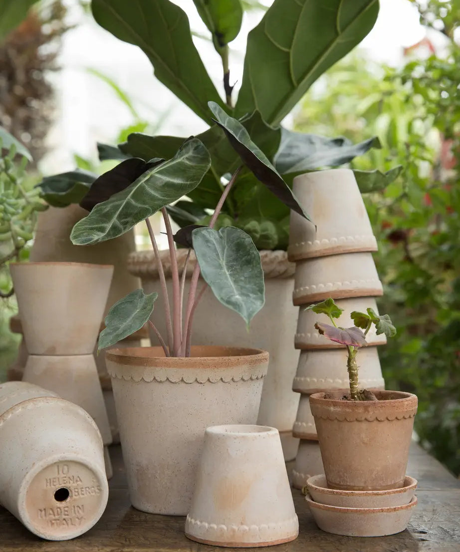 The scalloped clay fringe along the top edge of the beautiful Helena Pot gives it a soft and classic look. Raw terracotta. With saucer and drainage hole. Plant not included. Indoor or outdoor use. Frost proof when drained.