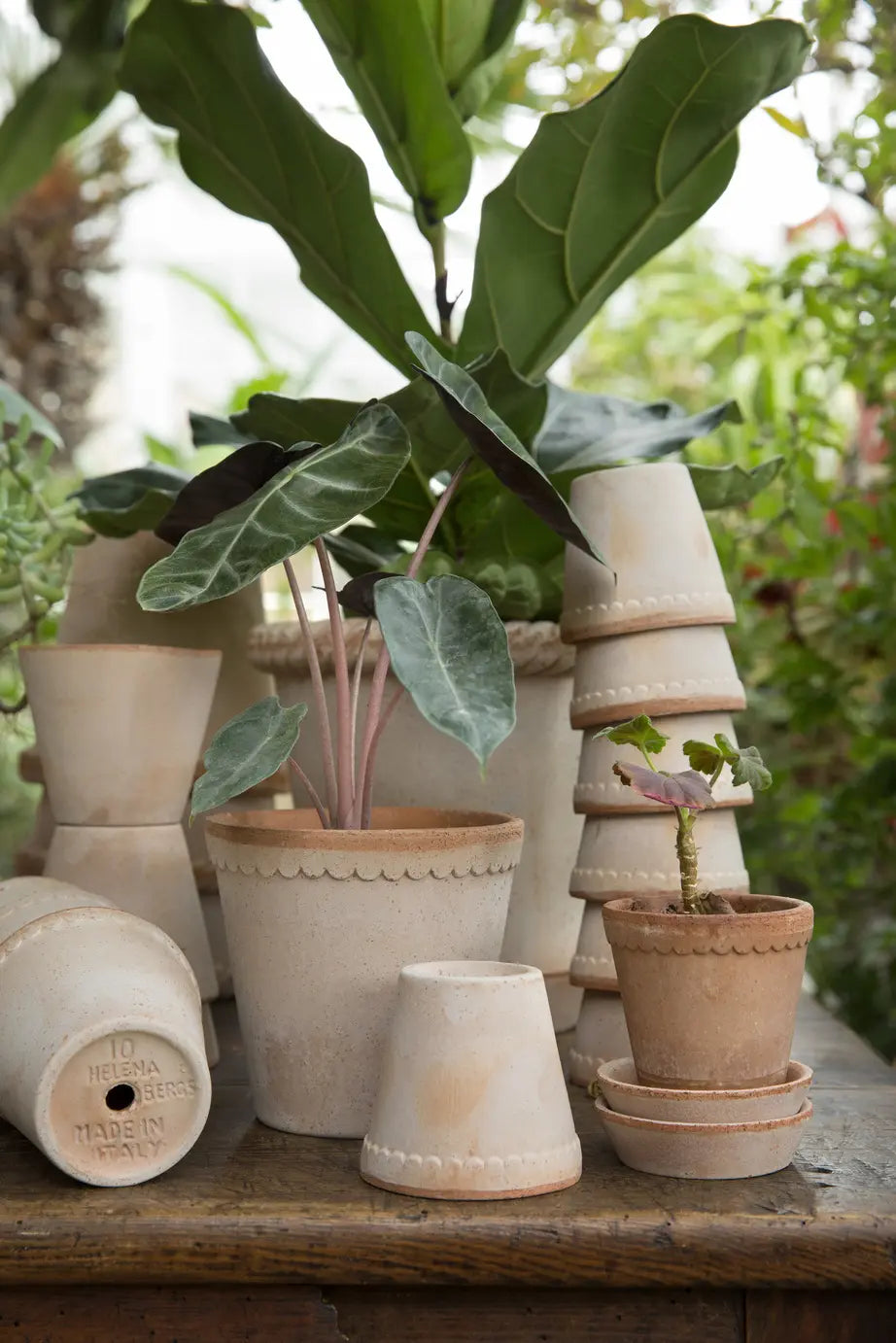 The scalloped clay fringe along the top edge of the beautiful Helena Pot gives it a soft and classic look. Raw terracotta. With saucer and drainage hole. Plant not included. Indoor or outdoor use. Frost proof when drained.