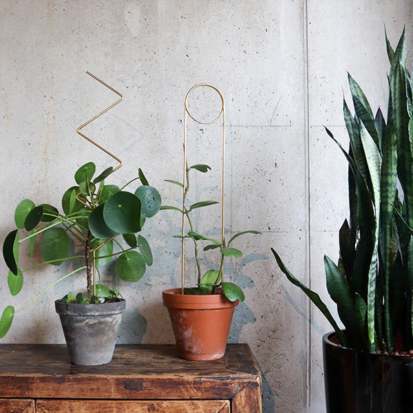 Plant supports For House Plants