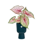 Vibes Coupe Fold Plant Pot | White / Deep Blue | Ø14cm, Ø30cm