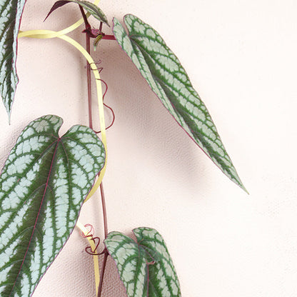 Brass Support For Climbing Plants