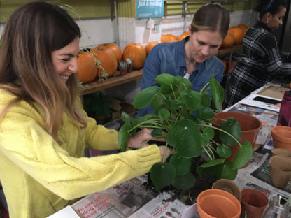 House Plant Propagation Workshop 5th March 2024