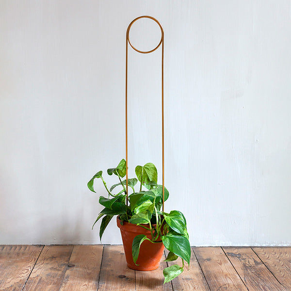 Plant supports For House Plants