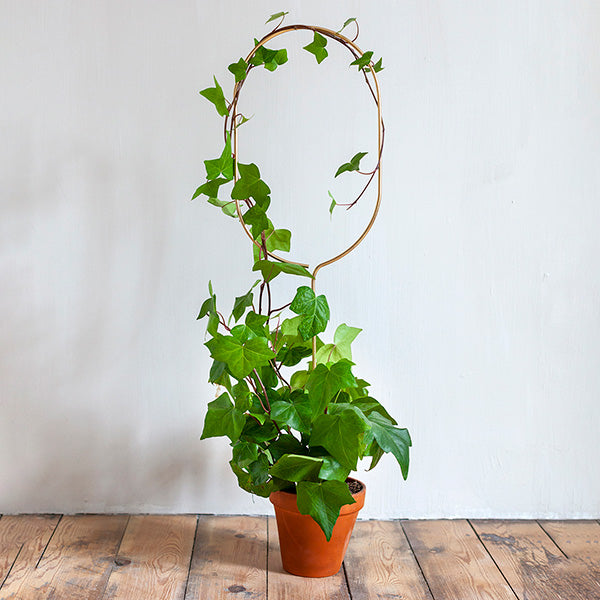 Plant supports For House Plants