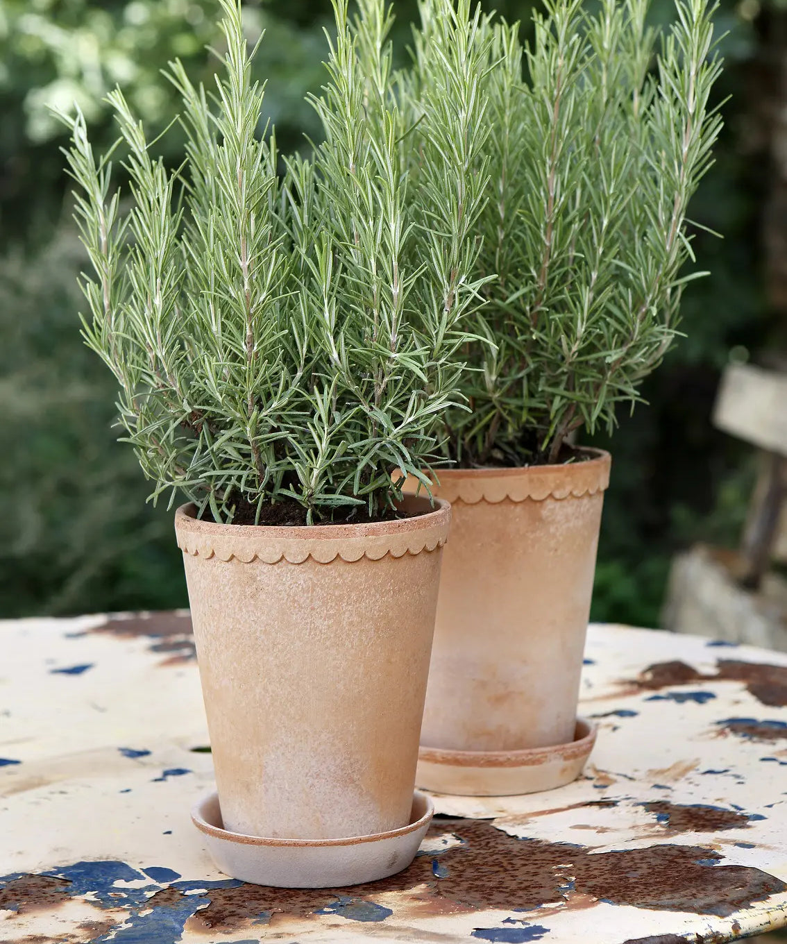 Bergs Helena rose raw pot 