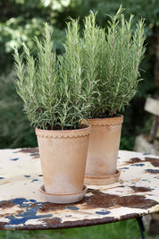 Bergs Helena rose raw pot 