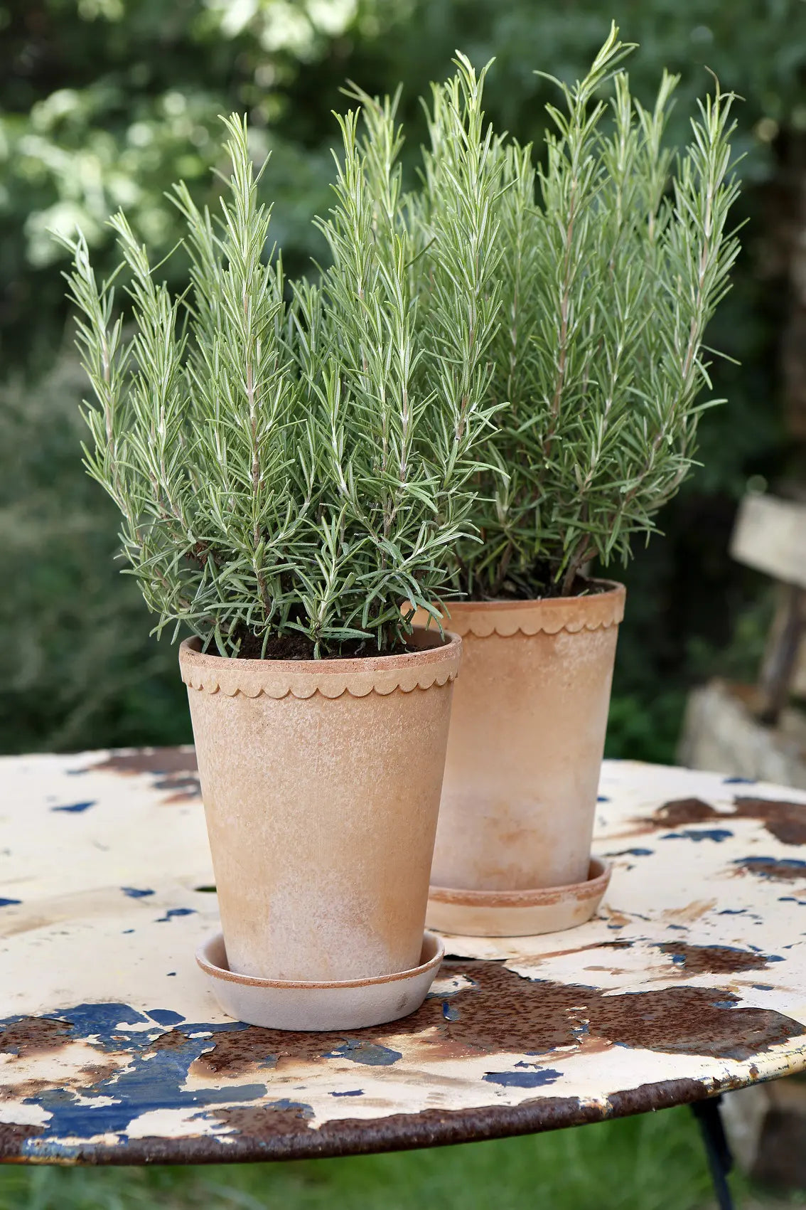 Helena Pot in Rose Clay