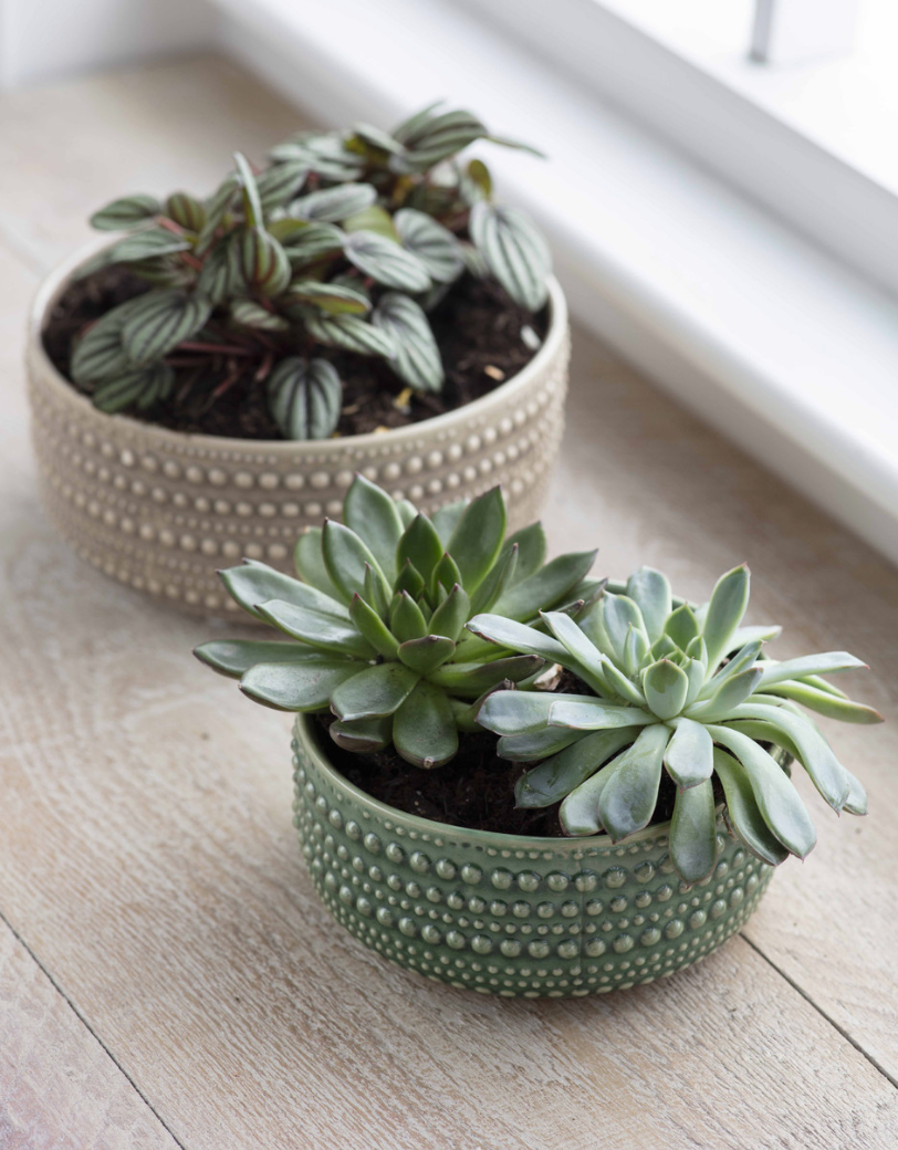 Castello Bowl in Green