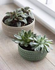 Castello Bowl in Green