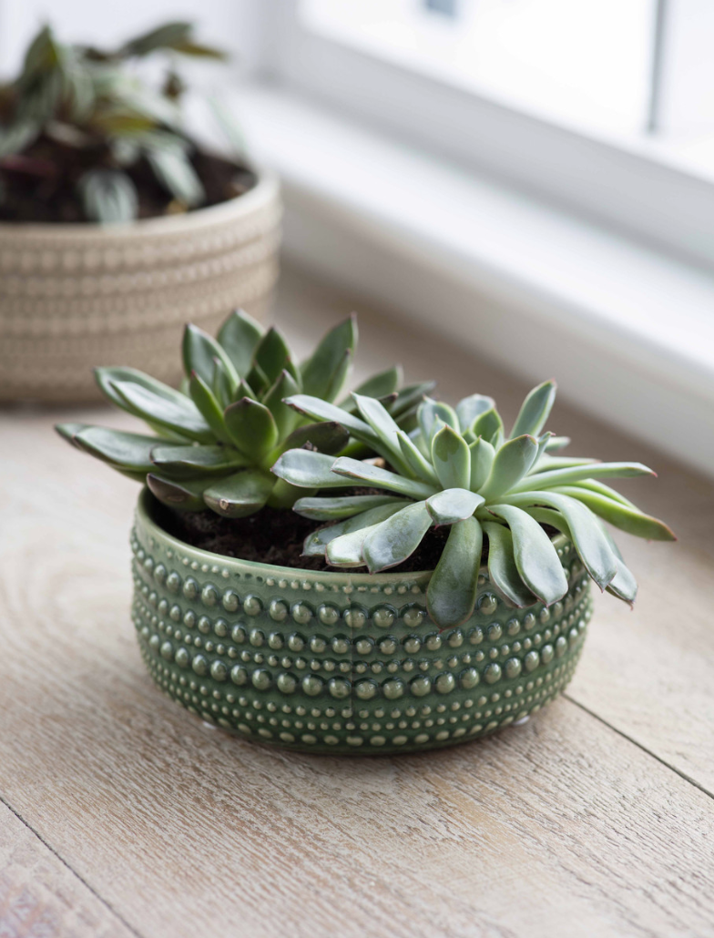 Castello Bowl in Green