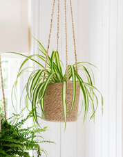 Hanging Woven Plant Pot | Ø16.5cm
