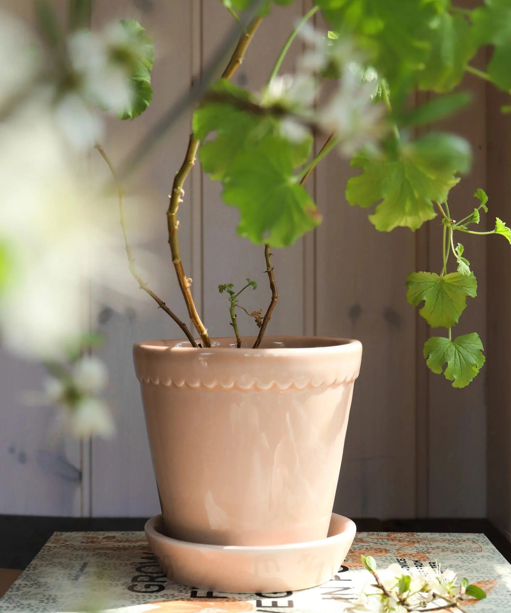 The scalloped clay fringe along the top edge of the beautiful Helena Pot gives it a soft and classic look.