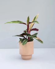 The inspiration of&nbsp;the timeless glazing palette of the Glazed Hoff Pot is rooted in Scandinavia. Hoff Glazed Quartz Rose Indoor Pot Ø14 cm