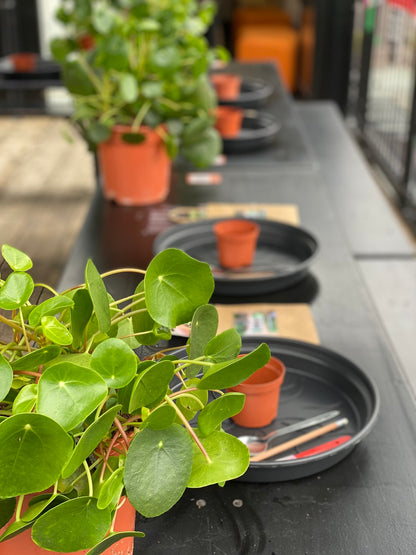 House Plant Propagation Workshop 5th March 2024