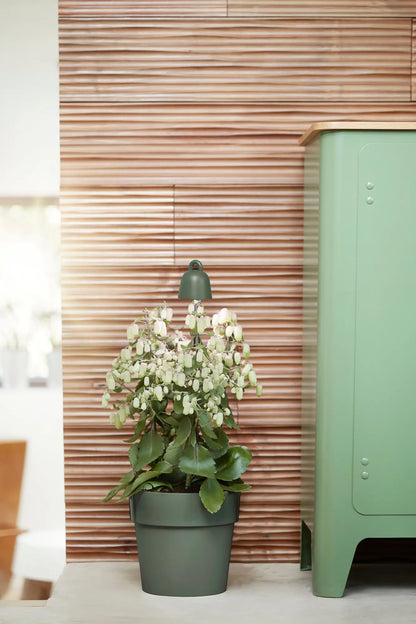 Grow Light Leaf Light Care for House Plants