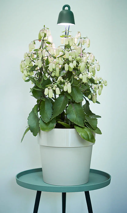 Grow Light Leaf Light Care for House Plants
